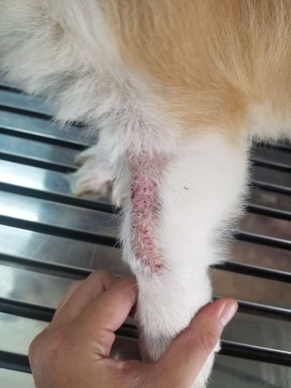 Khí hậu nóng ẩm làm các bé corgi dễ bị bệnh ngoài da