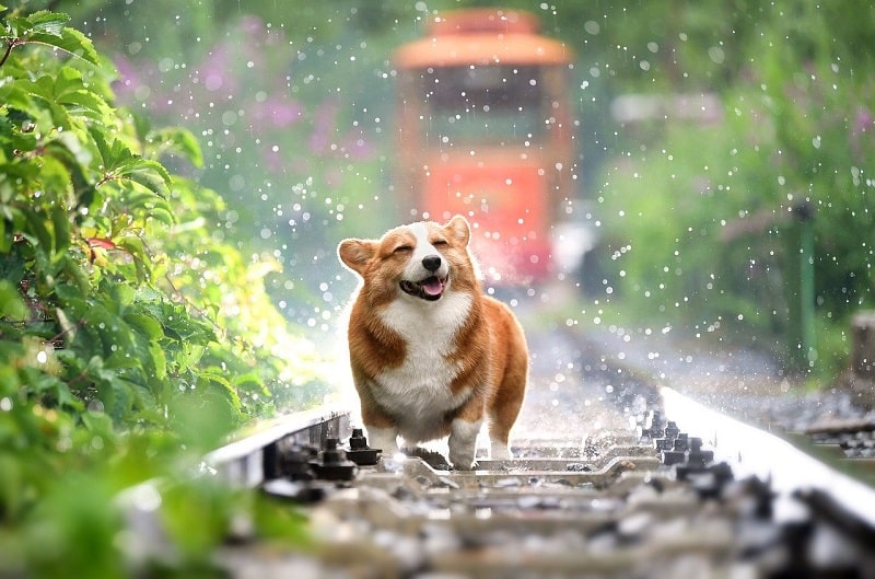 Cách nuôi dưỡng chó Corgi 2