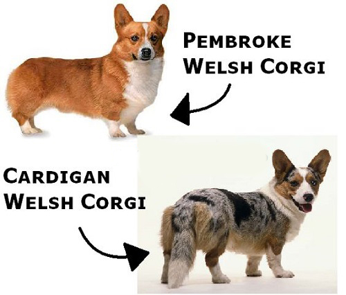 Thông tin cơ bản về chó Corgi 2 Thông tin cơ bản về chó Corgi 2