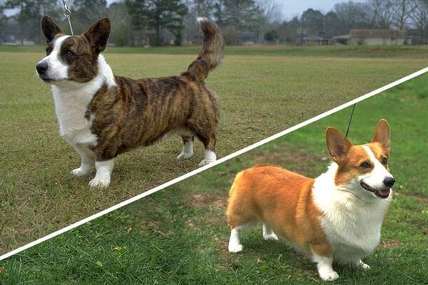 Các chủng loại chó Corgi 2