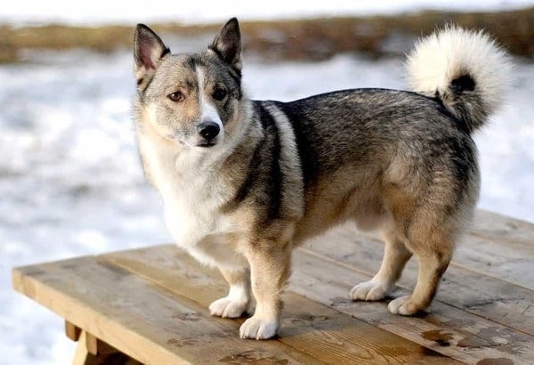 Các chủng loại chó Corgi 6 Bé corgi lai Husky ngoại hình điềm đạm như husky nhưng vẫn giữ đôi chân ngắn đáng yêu