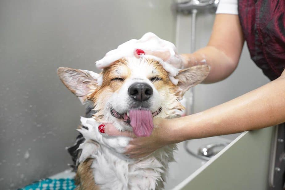 Nên vệ sinh lông thường xuyên cho các bé Corgi