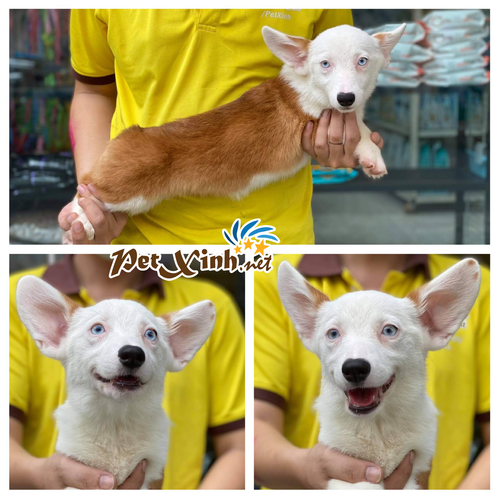 Các chủng loại chó Corgi 5 Các chủng loại chó Corgi 5