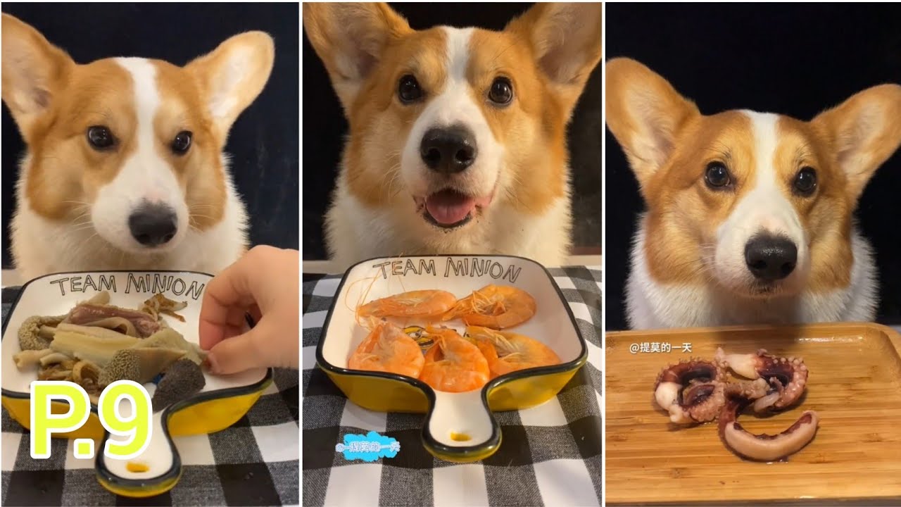 Thông tin cơ bản về chó Corgi 3 nên cho các bé corgi ăn đầy đủ các chất đinh dưỡng