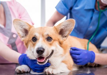 các bệnh thường gặp ở corgi