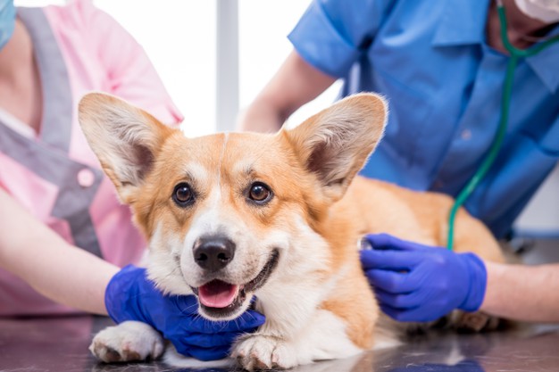 các bệnh thường gặp ở corgi