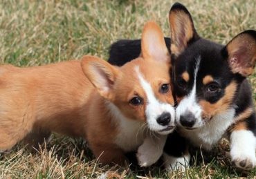 Các chủng loại chó Corgi 4