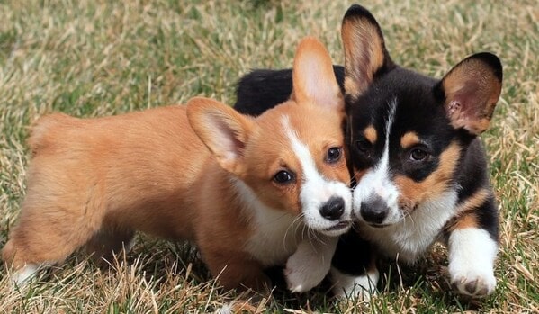 Các chủng loại chó Corgi 2