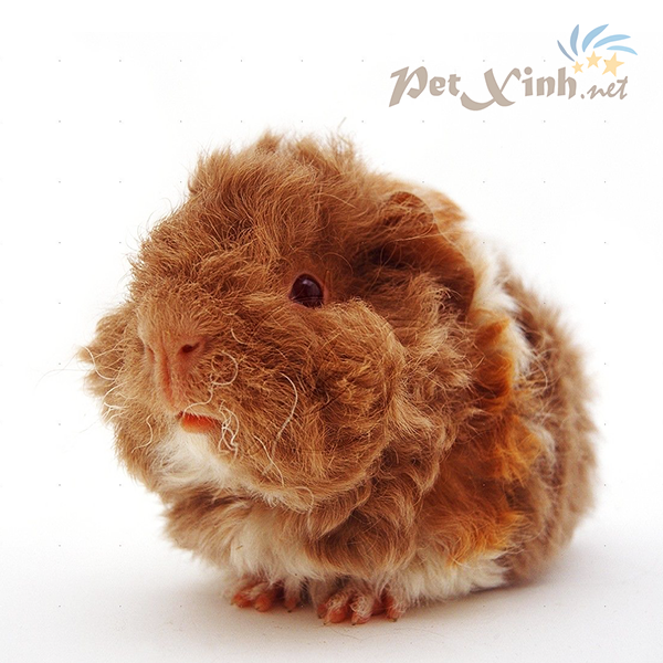 Guinea pig texel
