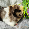 bọ ú guinea pig abi