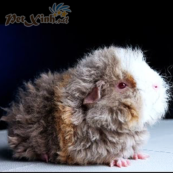 Guinea pig texel