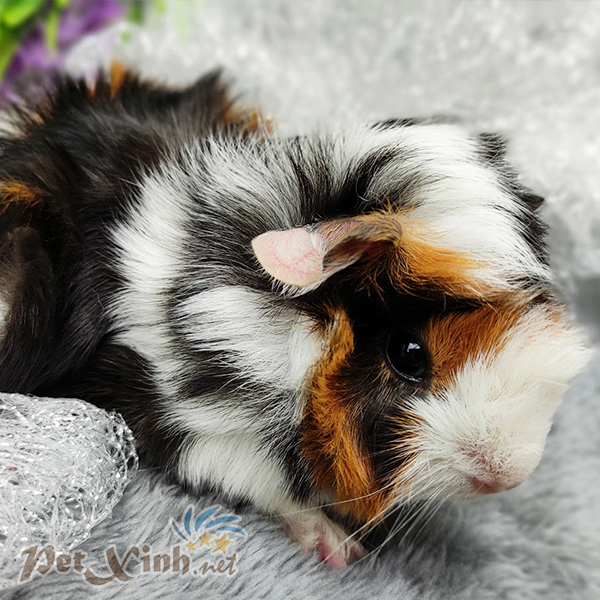 bọ ú guinea pig abi