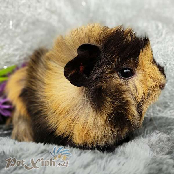 bọ ú guinea pig abi