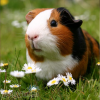 bọ ú mỹ guinea pig america