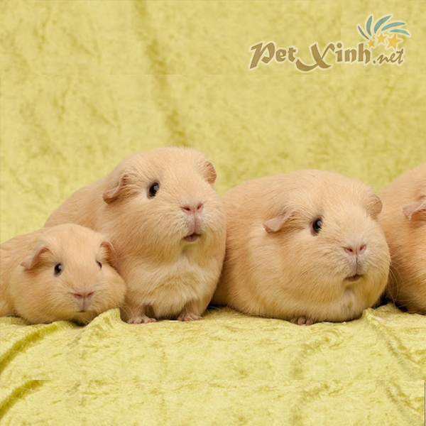 bọ ú mỹ guinea pig america
