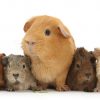 Bọ ú mỹ guinea pig American