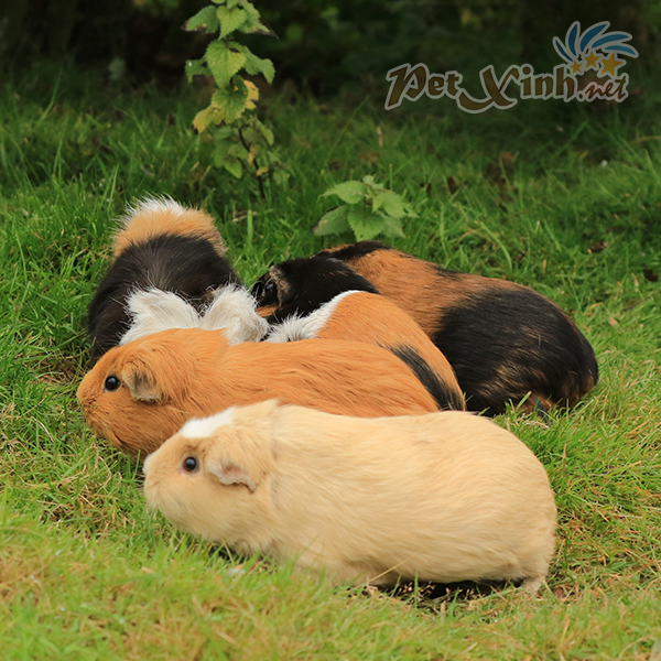 bọ ú mỹ guinea pig america