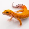 thằn lằn da báo leopard gecko