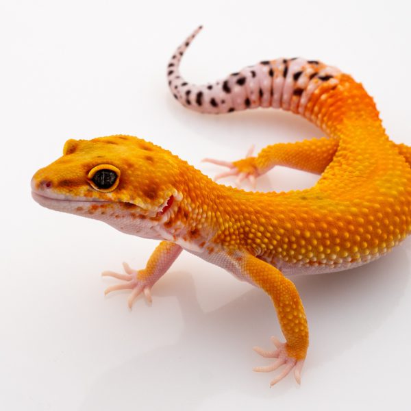 thằn lằn da báo leopard gecko