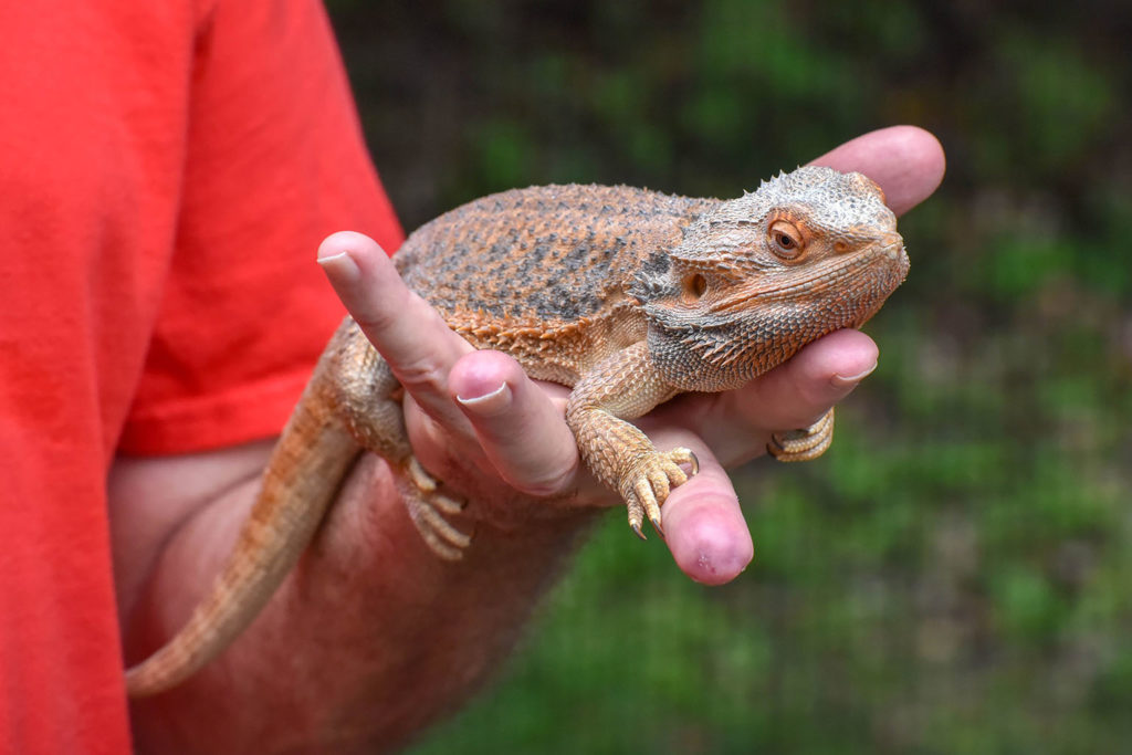 Pogona - Rồng Úc (Bearded Dragon) 1 Rồng úc