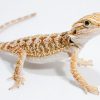 Pogona - Rồng Úc (Bearded Dragon) 3