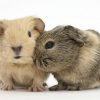 Bọ ú mỹ guinea pig American