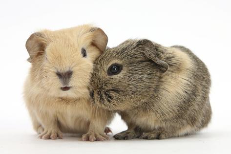 Bọ ú mỹ guinea pig American