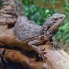 Pogona - Rồng Úc (Bearded Dragon) 2