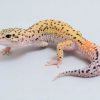 thằn lằn da báo leopard gecko