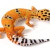 thằn lằn da báo leopard gecko