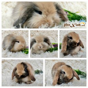 Thỏ tai cụp Minilop 7