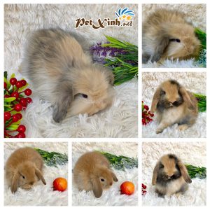 Thỏ tai cụp Minilop 9