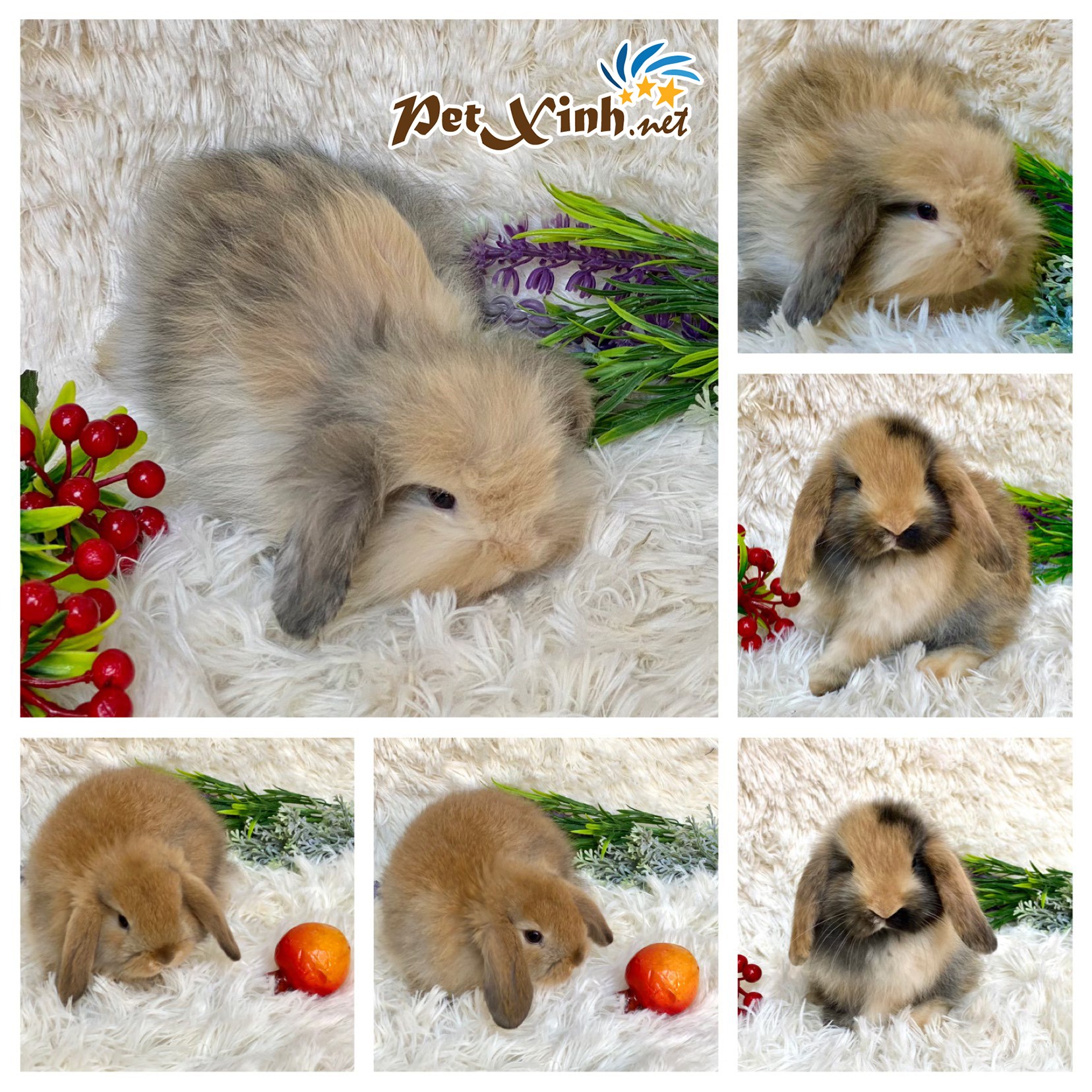 Thỏ Kiểng Mini Lop giá rẻ tại TP.HCM