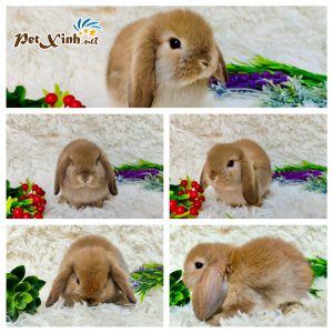 Thỏ tai cụp Minilop 13