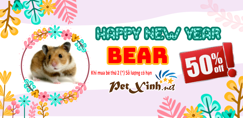 hamster bear giảm 50%