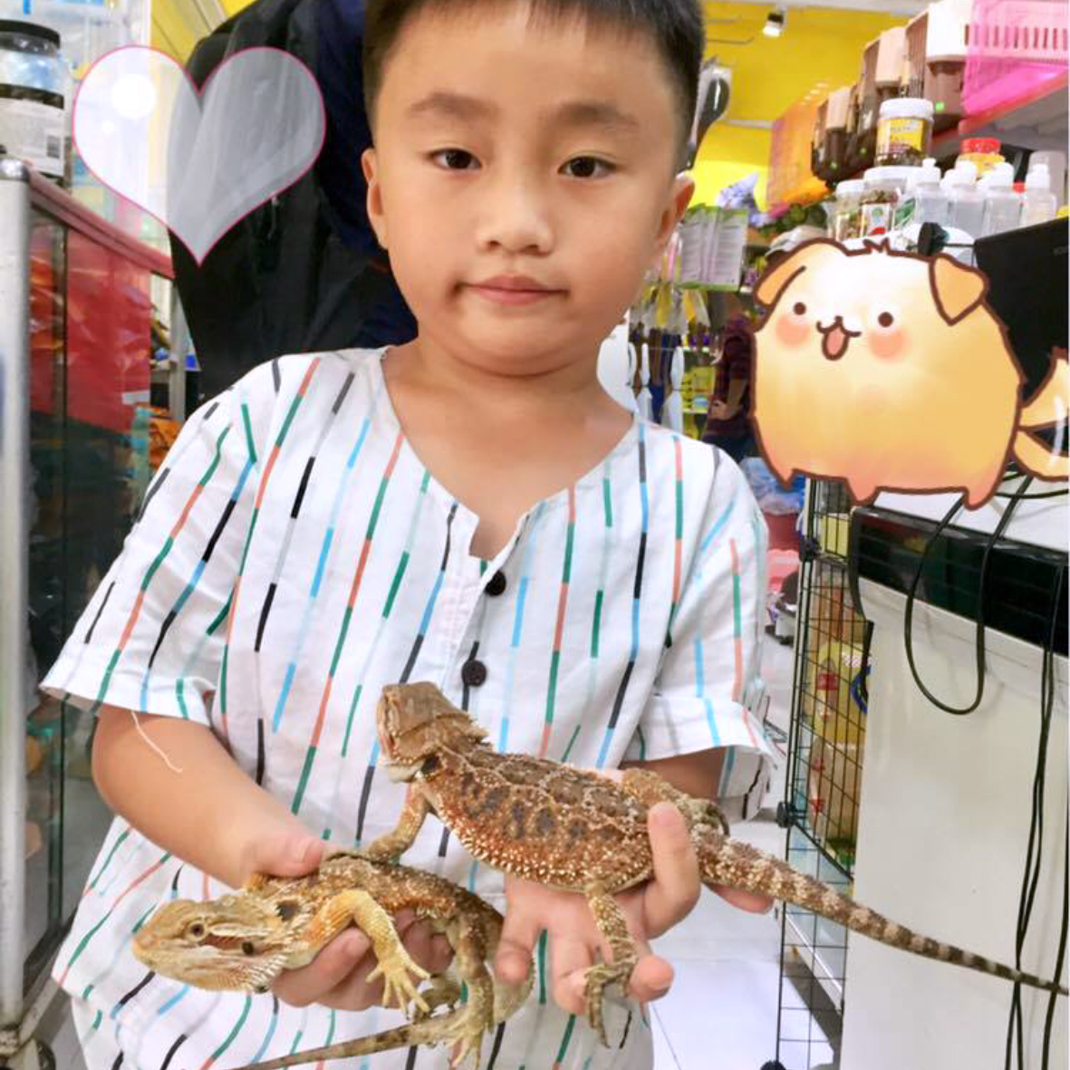 PetXinh - shop thú cưng uy tín Gò Vấp, Tp.HCM 18
