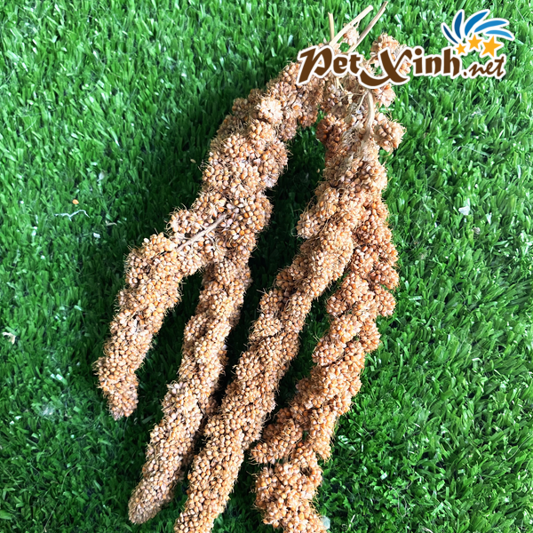 hạt kê nguyên chùm