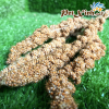 hạt kê nguyên chùm