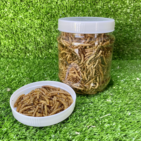 sâu supper worm sâu lớn