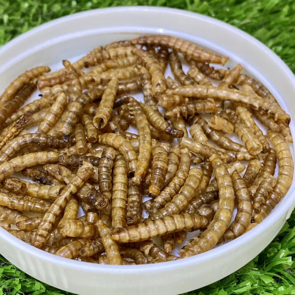 sâu supper worm sâu lớn