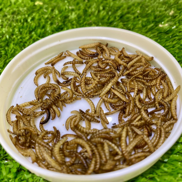 sâu gạo
