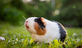 bọ ú lông xùi guinea pig