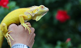 rồng nam mỹ iguana