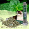 Cỏ mèo catnip Hahale