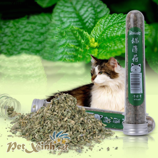 Cỏ mèo catnip Hahale