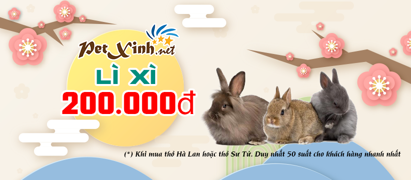 Lộc đầu năm "Lì Xì 200.000đ" khi mua thỏ Sư Tử hoặc thỏ Hà Lan 7