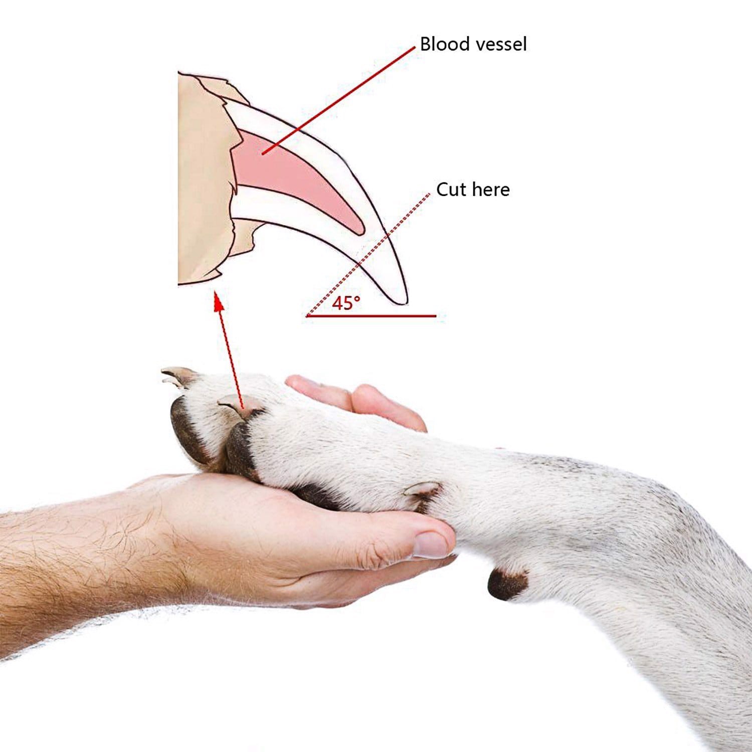 Kềm cắt móng taotaopets 2 Bộ kềm dũa cắt tỉa móng cho thú cưng