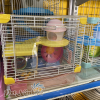 Lồng hamster mica nấm lùn