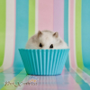 hamster winter white