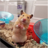 hamster bear